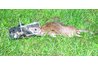 Baited traps are a cheap and efficient way to kill rats.