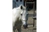 Rope halters give finer signals.