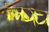 Twig and flowers of a flowering bush in Virginia
