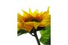 Sunflower seeds contain a high amount of vitamin E.