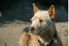 A dog with a dry, excessively shedding coat, may have hypothyroidism.