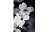 Dogwoods have beautiful spring flowers.