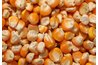Corn kernels are dried in the sun or by fire to make "masa harina."