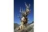Timberline bristlecone pines, dead and living, can resemble bonsai.