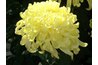 Chrysanthemums send messages of love.