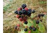 Mulberries vary in color from red to purple.