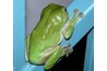 Frogs, lizards and small mamals make up the majority of the green vine snake's diet.