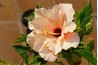 Chinese hibiscus leaves are evergreen.