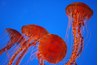 Physicians in coastal regions around the world use vinegar to treat jellyfish stings.