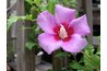 Rose-of-Sharon is also native to China but introduced elsewhere in temperate Asia.