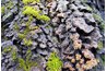 Lichens can be found in a variety of colors.