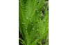 The Kimberley queen fern adapts to a dry climate.