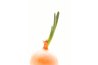 Sprouting onion with green shoots.