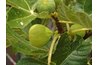 Figs themselves are small, seed-packed fruit.