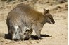 Baby and mother wallaby