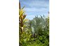 Dermatitis can be contracted by sensitive individuals from almost any type of plant