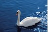 Light bounces off the ripples of the water