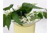 Bull nettle is known for its skin-irritating qualities