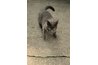 Both dogs and cats can experience skin hypersensitivity from reactions to phenobarbital.