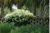 Flowers cascading over a wall create a focal point.