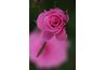 There are many types of roses