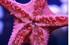 The starfish is actually a carnivore and eats its fellow invertebrate.
