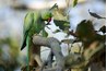 The Indian Ringneck parakeet requires a bit more training.