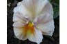 Pansies bloom throughout the winter.