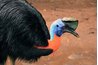 The cassowary is an endangered species.