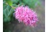 Ruby spice blooms attract butterflies.