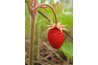 Ornamental plants produce small berries.
