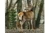 Deer dander can cause allergies.
