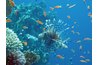 A lionfish by a coral reef