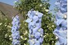 Delphiniums are show-stoppers.