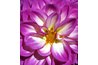 Dahlias bloom in a wide range of colors.