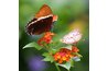 This butterfly is probably drinking some nectar.