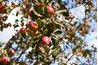 Many fruit tree diseases and insects can be controlled with different types of dormant sprays.