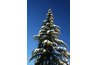 Evergreen trees retain their leaves year-round.