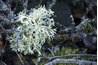 Fruiticose lichens resemble miniature shrubs.