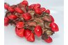 Magnolias have bright red or orange seeds