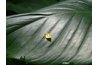 Glossy leaves repel water.