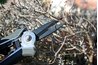 Use bypass pruners for a clean cut that doesn't crush the wood.