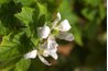 A flowering tree can add fragrance to a garden.