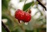 Cherries are used for pie filling, jellies or on their own.
