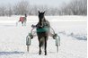 It is not just draft horses who benefit from winter shoes.