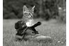 Any old boot can become an inexpensive cat toy.
