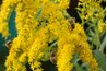 Research continues in the search to breed bees resistant to pest problems.