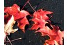 The magnolia takes nutrients from the rich decomposing layer of leaves on the forest floor.