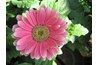 Gerber daisies are considered tender perennials.