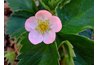 Ornamental strawberries are grown for their flowers and leaves.